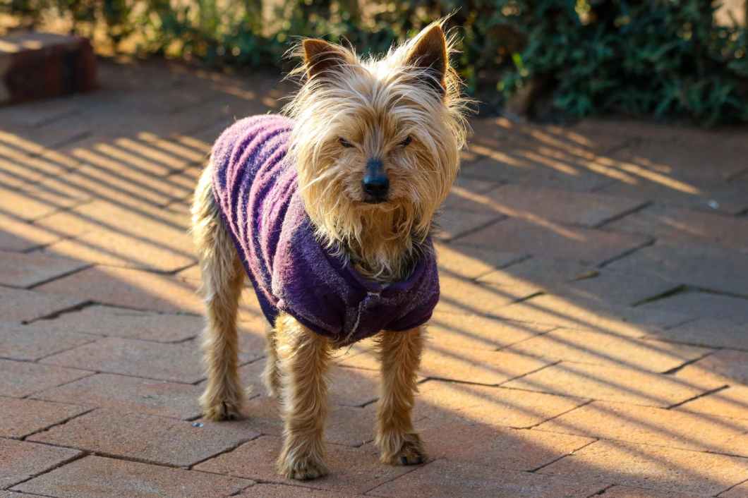 australian terrier wearing purple vest