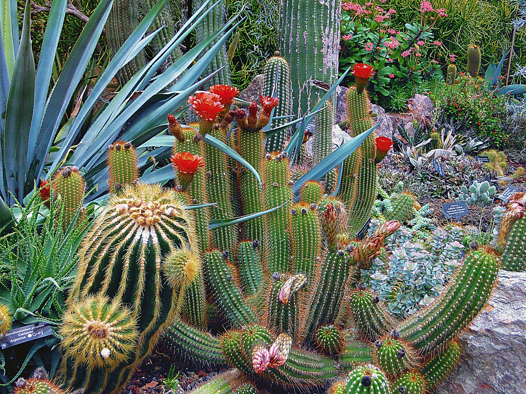 close up of cactus