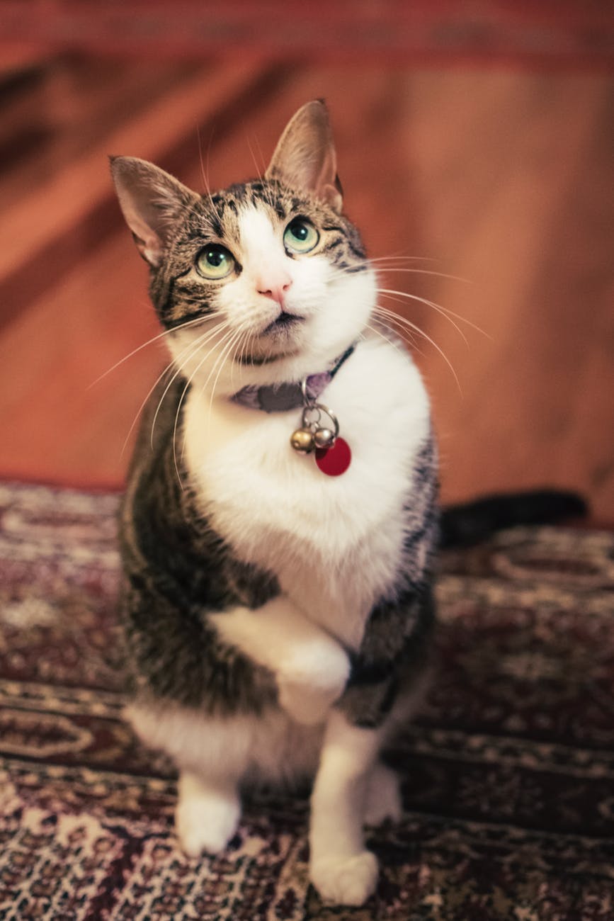 selective focus photo of brown tabby cat on cushion