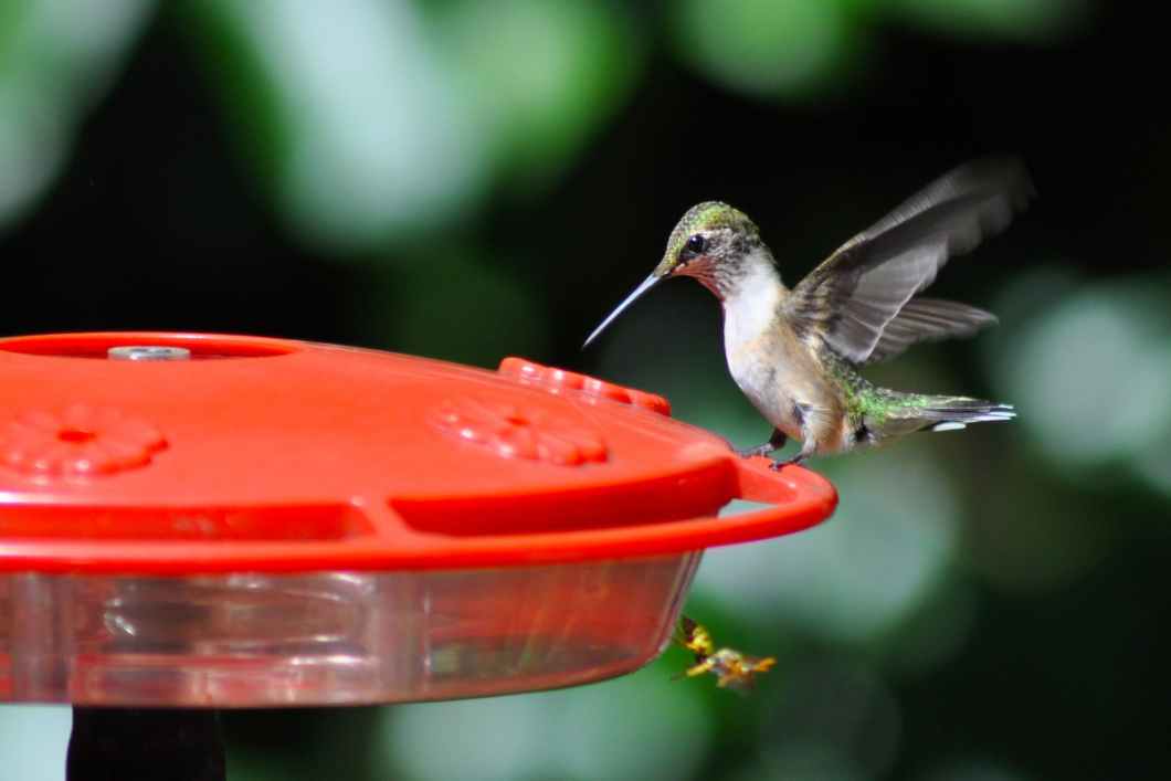 humming bird